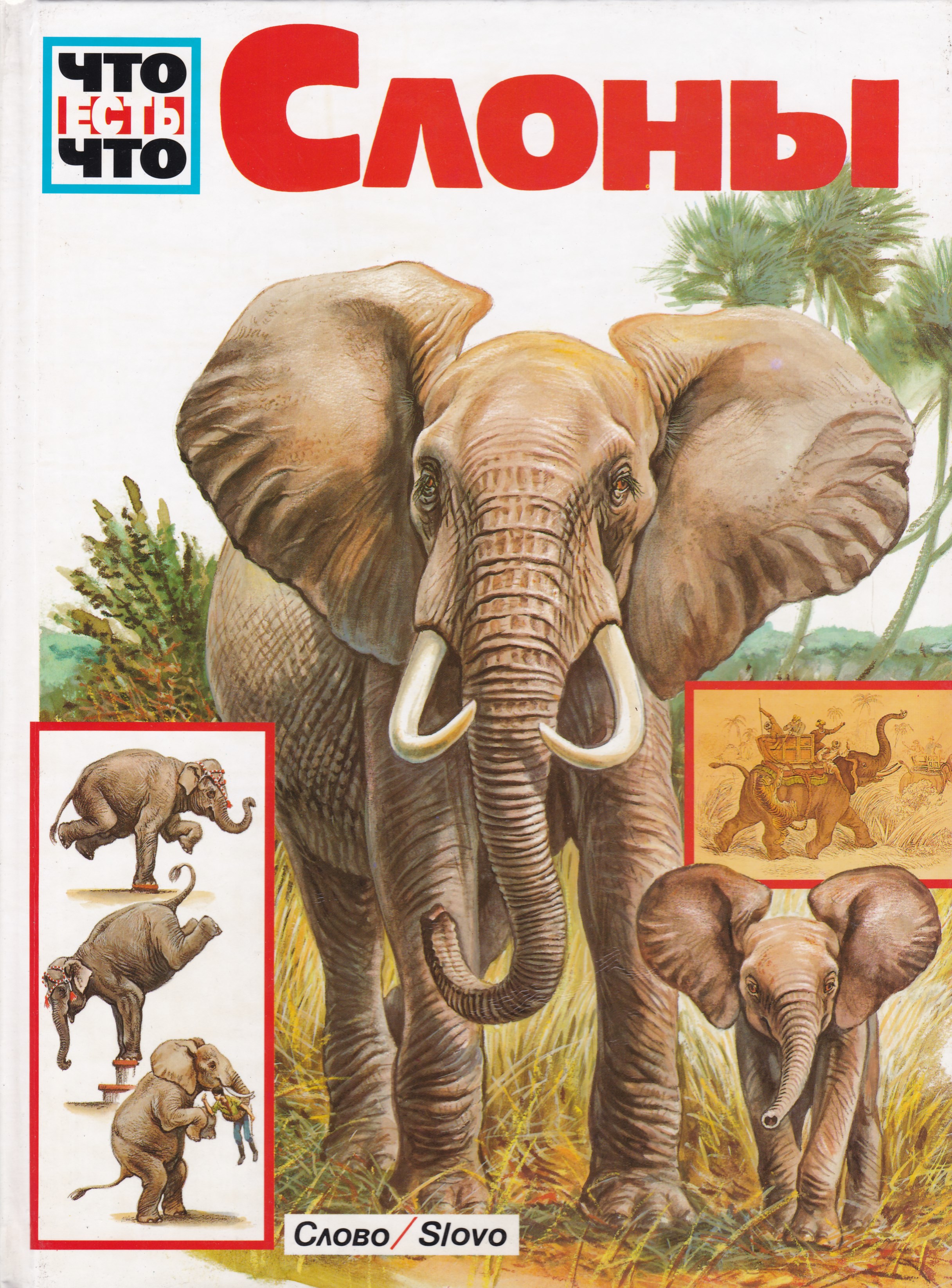 Elephants books. Книга слоны Ульрих Зедлаг. Книги о слонах для детей. Слоны энциклопедия для детей. Книги про слонов для детей.